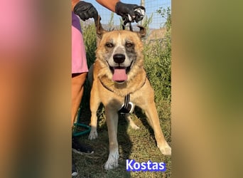 Kostas, 08/20 - ruhiger Rüde sucht Familie