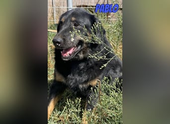 Pablo, 10/22 - ruhiger Rüde sucht Familie