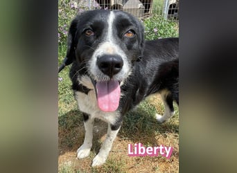 Liberty, 09/21 - treue Hündin sucht ihre Menschen