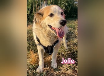 Jolie, 08/24 - ruhige Begleiterin sucht ihre Menschen