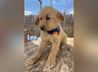 Leo, 02/26 - Zukunft gesucht