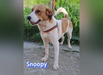 Snoopy, 04/25 - sucht seinen Charlie Brown
