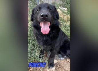 Pancho, 10/22 - schwarzes Bärchen sucht Familie