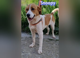 Snoopy, 04/25 - sucht seinen Charlie Brown