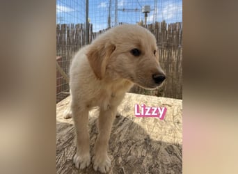 Lizzy, 02/26 - sucht eine schöne Kindheit
