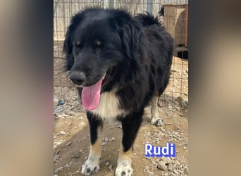 Rudi - Wuschelchen sucht Kuschelkörbchen