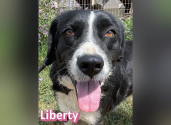 Liberty, 09/21 - treue Hündin sucht ihre Menschen