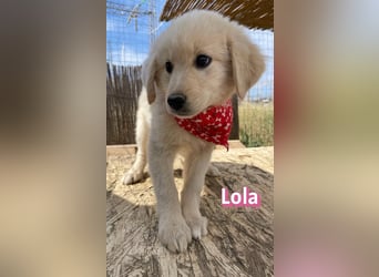 Lola, 02/26 - Wuschelchen sucht Körbchen