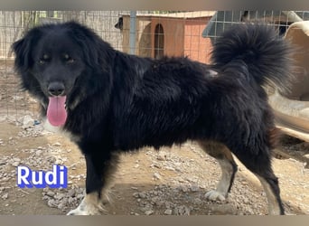 Rudi - Wuschelchen sucht Kuschelkörbchen