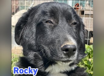 Rocky - schüchterner Bub sucht ein "Für immer" Körbchen