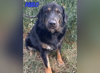 Pablo, 10/22 - ruhiger Rüde sucht Familie