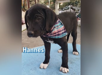 Hannes - sozial und verschmust