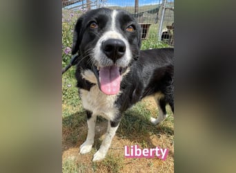 Liberty, 09/21 - treue Hündin sucht ihre Menschen