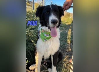 Paul, 10/25 - süßer Plüscher sucht Familie