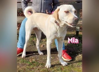 Mia - sozial, aktiv und verschmust; Notfall!!!