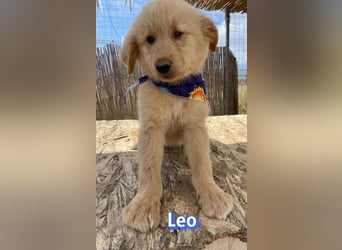 Leo, 02/26 - Zukunft gesucht