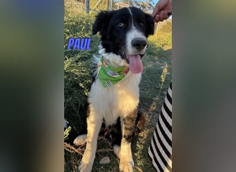 Paul, 10/25 - süßer Plüscher sucht Familie