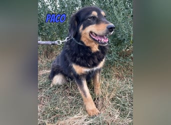 Paco, 10/22 - hübscher Rüde sucht 2te Chance
