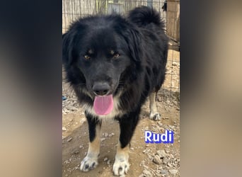 Rudi - Wuschelchen sucht Kuschelkörbchen