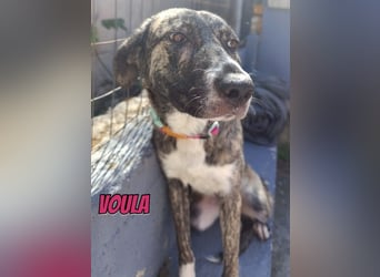 Voula, 10/25 - sanfte Seele sucht Familie