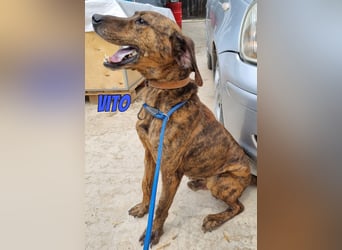 Vito, 10/24 - lieber Eyecatcher sucht Familie