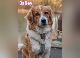 Bailey 04/24 - charakterstarke Hündin sucht neues Zuhause
