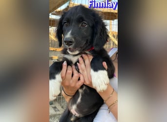 Finnlay, 05/26 - Schwarzköpfchen sucht Familie