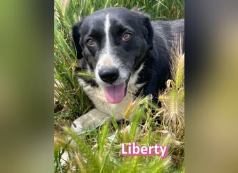 Liberty, 09/21 - treue Hündin sucht ihre Menschen