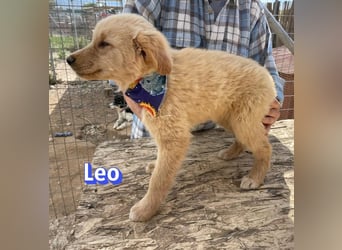 Leo, 02/26 - Zukunft gesucht