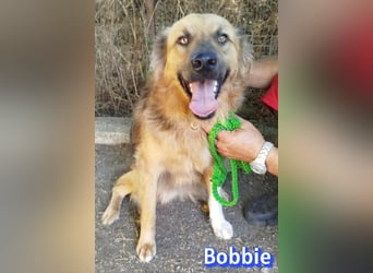 Bobbie, 08/23 - treuer Wuschel sucht Familie