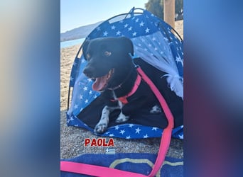 Paola - Ein Hund für Strandspaziergänge