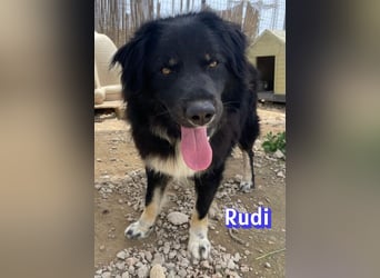 Rudi - Wuschelchen sucht Kuschelkörbchen