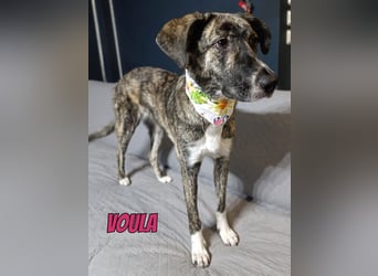 Voula, 10/25 - sanfte Seele sucht Familie
