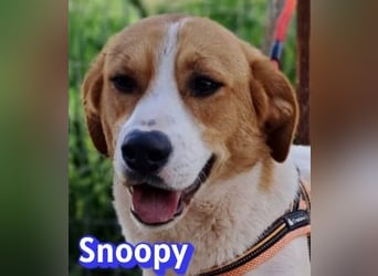 Snoopy, 04/25 - sucht seinen Charlie Brown
