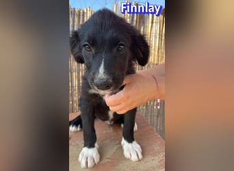 Finnlay, 05/26 - Schwarzköpfchen sucht Familie