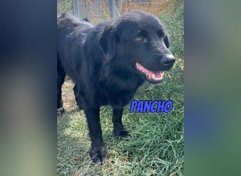 Pancho, 10/22 - schwarzes Bärchen sucht Familie