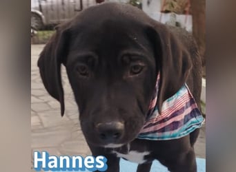 Hannes - sozial und verschmust