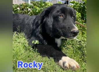Rocky - schüchterner Bub sucht ein "Für immer" Körbchen