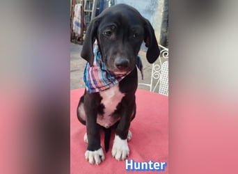 Hunter - sozial und verschmust