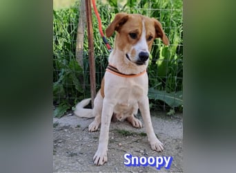 Snoopy, 04/25 - sucht seinen Charlie Brown