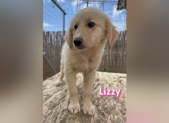 Lizzy, 02/26 - sucht eine schöne Kindheit
