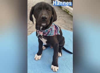 Hannes - sozial und verschmust