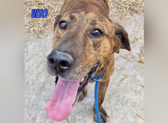 Vito, 10/24 - lieber Eyecatcher sucht Familie