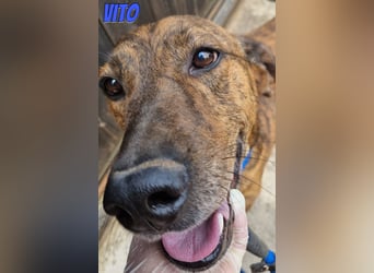 Vito, 10/24 - lieber Eyecatcher sucht Familie