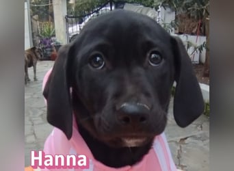 Hanna - sozial und verschmust