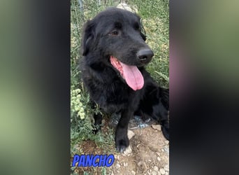 Pancho, 10/22 - schwarzes Bärchen sucht Familie