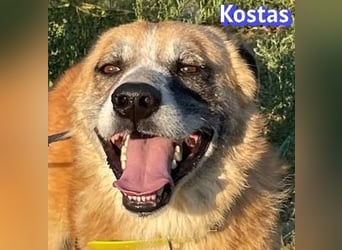 Kostas, 08/20 - ruhiger Rüde sucht Familie