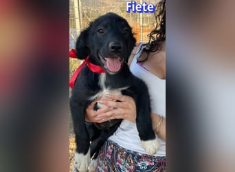 Fiete, 05/26 - süßer Wuschel sucht Familie