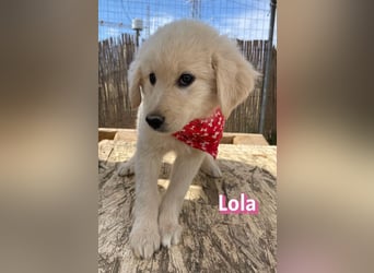Lola, 02/26 - Wuschelchen sucht Körbchen