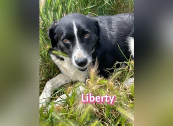 Liberty, 09/21 - treue Hündin sucht ihre Menschen